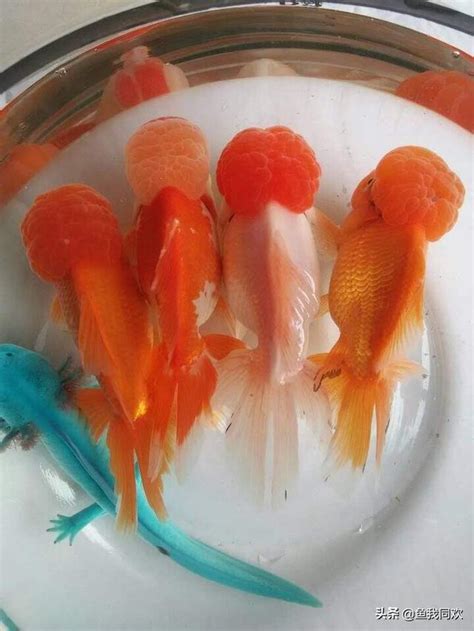 金魚數量 風水|養對魚數：財運滾滾來